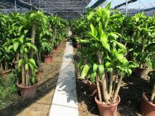 室內(nèi)園藝優(yōu)選 綠蘿、綠寶樹與金山棕的養(yǎng)護(hù)與裝飾藝術(shù)