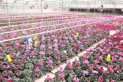 匠心織就芬芳路 以素質(zhì)提升與科學(xué)種植驅(qū)動(dòng)花海產(chǎn)業(yè)高質(zhì)量發(fā)展