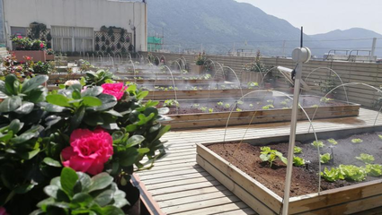 園藝產(chǎn)品種植技術(shù) 從選種到豐收的科學(xué)藝術(shù)