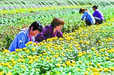 秋菊盛開花農(nóng)笑——園藝產(chǎn)品種植的豐收喜悅